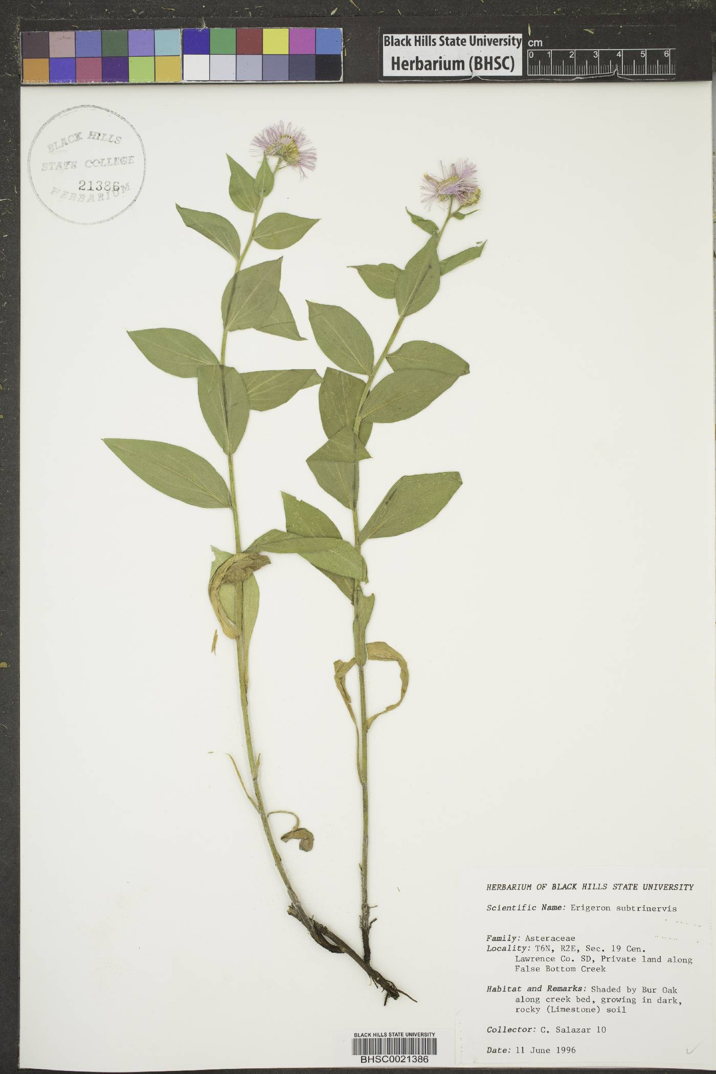 Erigeron subtrinervis image