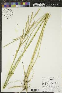 Spartina pectinata image