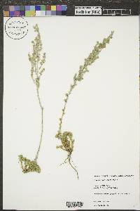 Artemisia frigida image