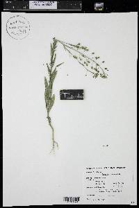 Camelina microcarpa image