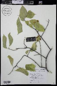 Celastrus scandens image