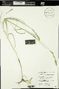 Muhlenbergia racemosa image
