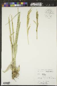 Spartina pectinata image