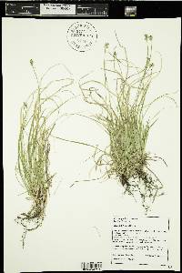 Carex peckii image