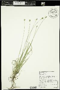 Carex peckii image