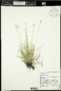 Carex peckii image