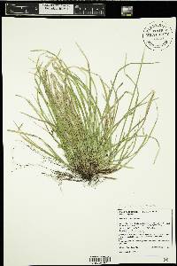 Carex pedunculata image