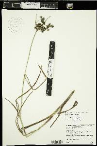 Scirpus microcarpus image