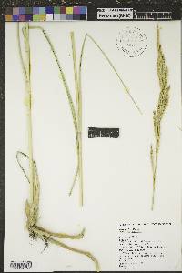 Spartina pectinata image