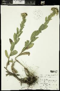 Solidago rigida image