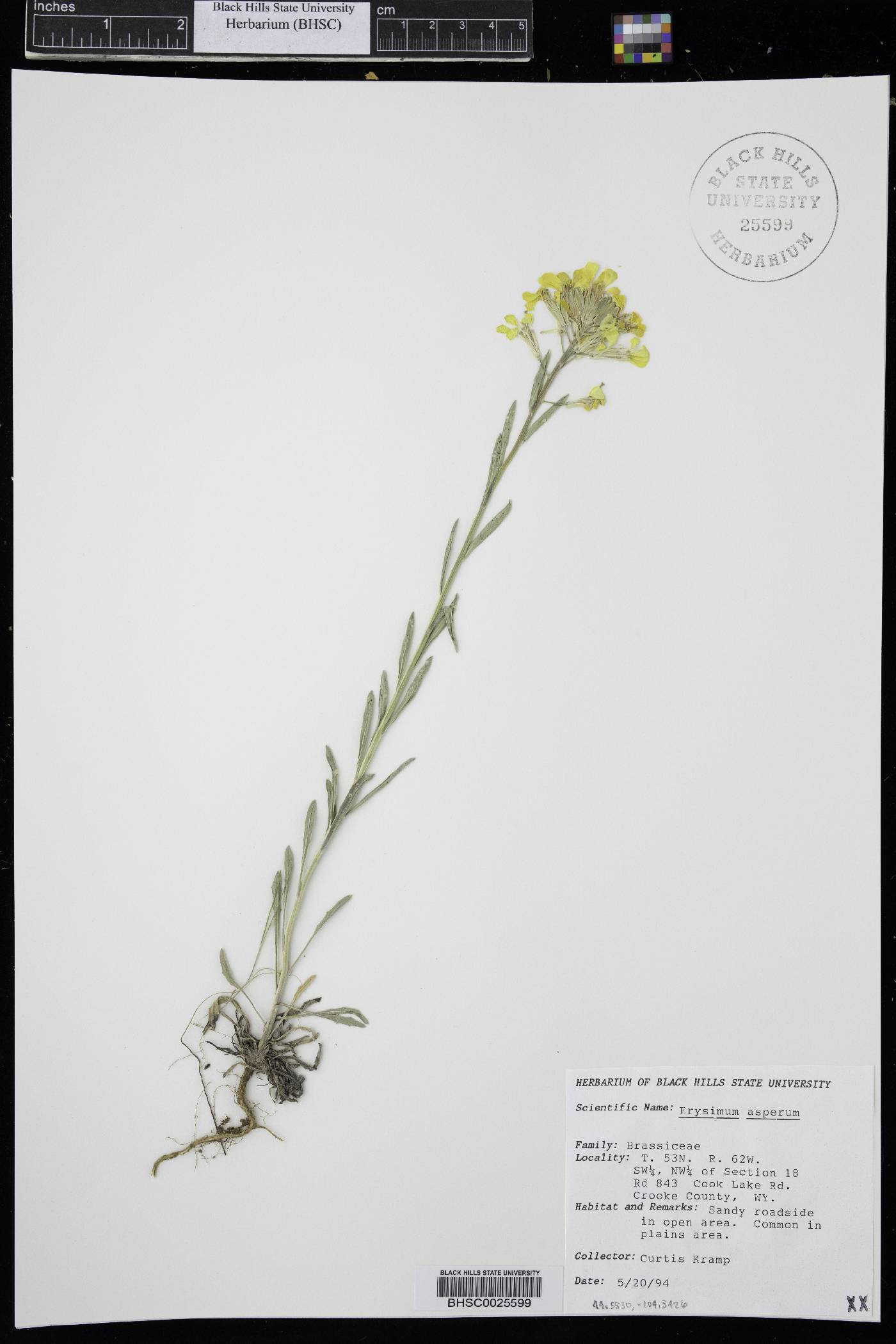 Erysimum asperum image