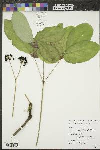 Aralia nudicaulis image