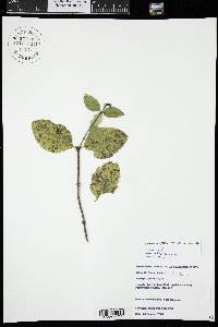 Lonicera dioica image