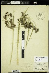 Scirpus pallidus image