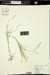 Muhlenbergia racemosa image