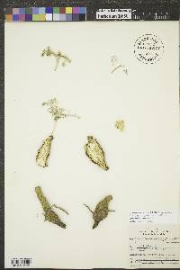 Cymopterus glomeratus image