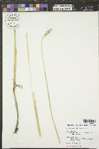 Triticum aestivum image