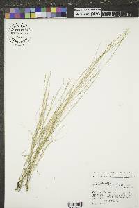 Muhlenbergia cuspidata image