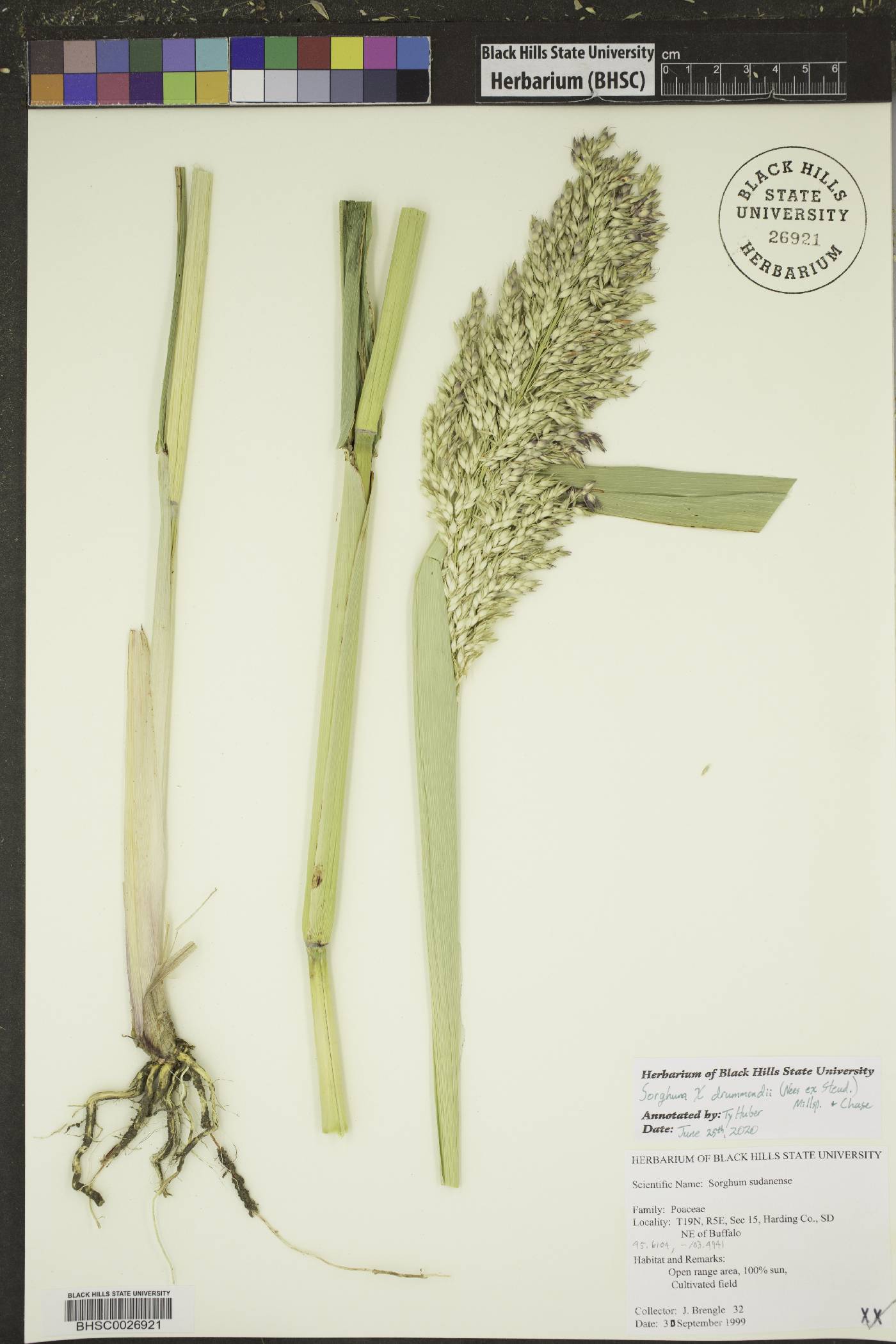 Sorghum x drummondii image