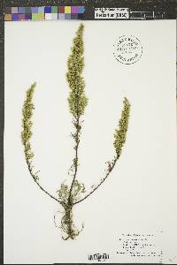 Artemisia dracunculus image