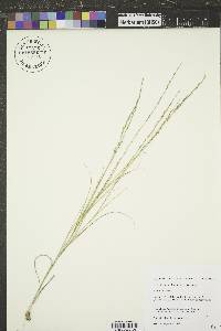 Muhlenbergia cuspidata image