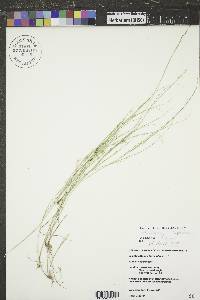 Muhlenbergia cuspidata image