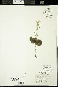 Listera convallarioides image