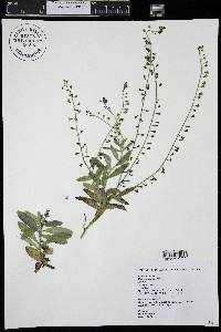 Myosotis scorpioides image