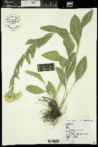 Solidago rigida image