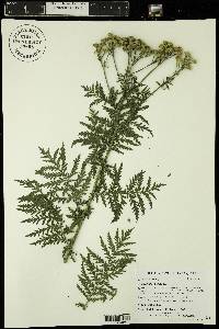 Tanacetum vulgare image