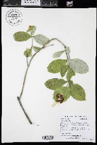 Lonicera dioica image