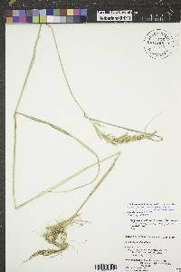 Calamagrostis stricta subsp. inexpansa image