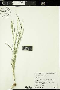 Muhlenbergia racemosa image