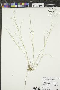 Muhlenbergia cuspidata image