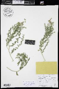 Stutzia dioica image