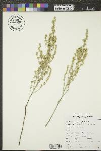 Artemisia frigida image