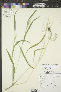 Elymus villosus image