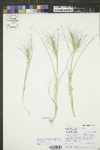 Elymus elymoides subsp. elymoides image