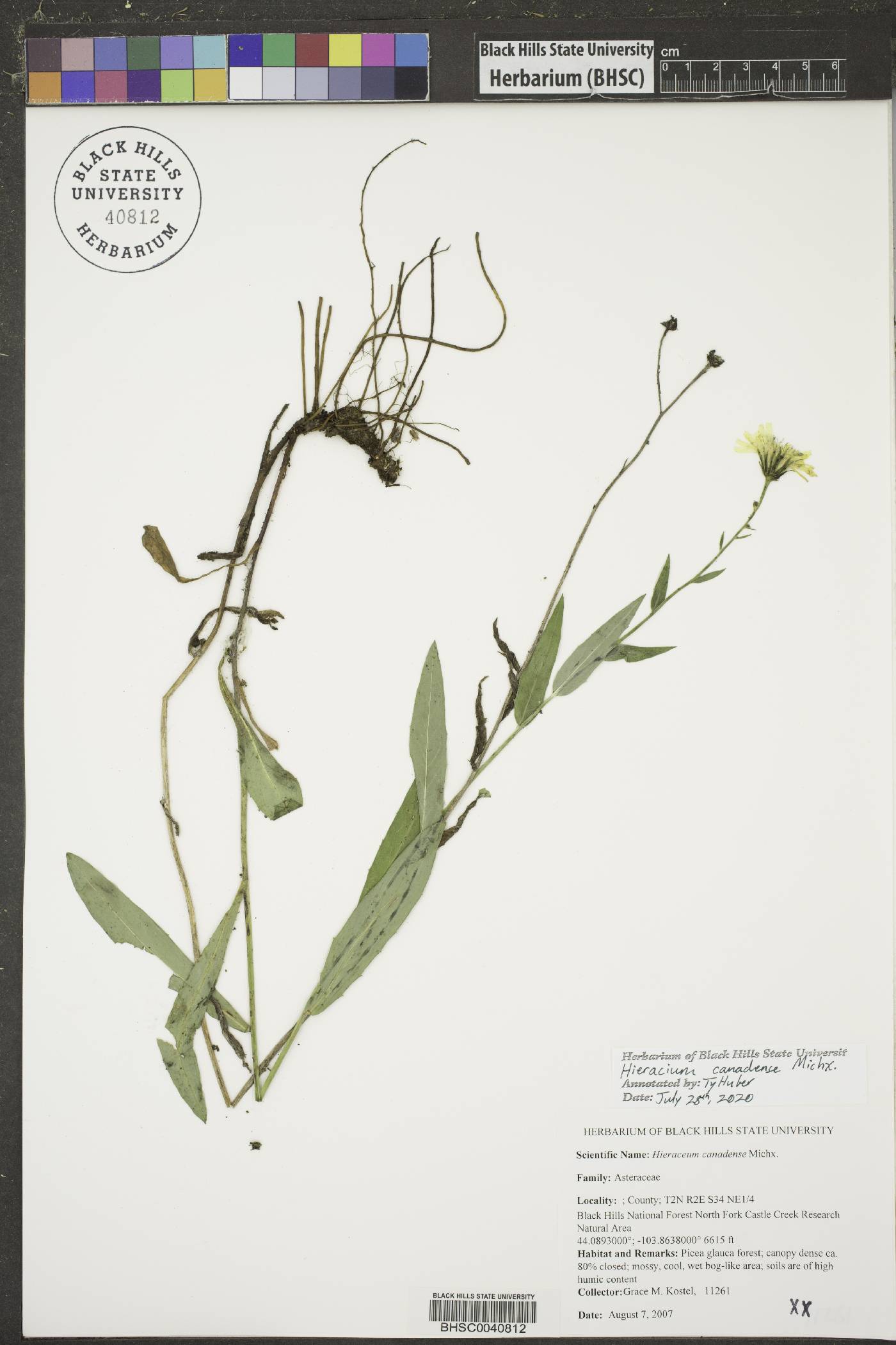 Hieracium canadense image