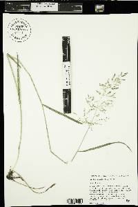 Agrostis exarata image