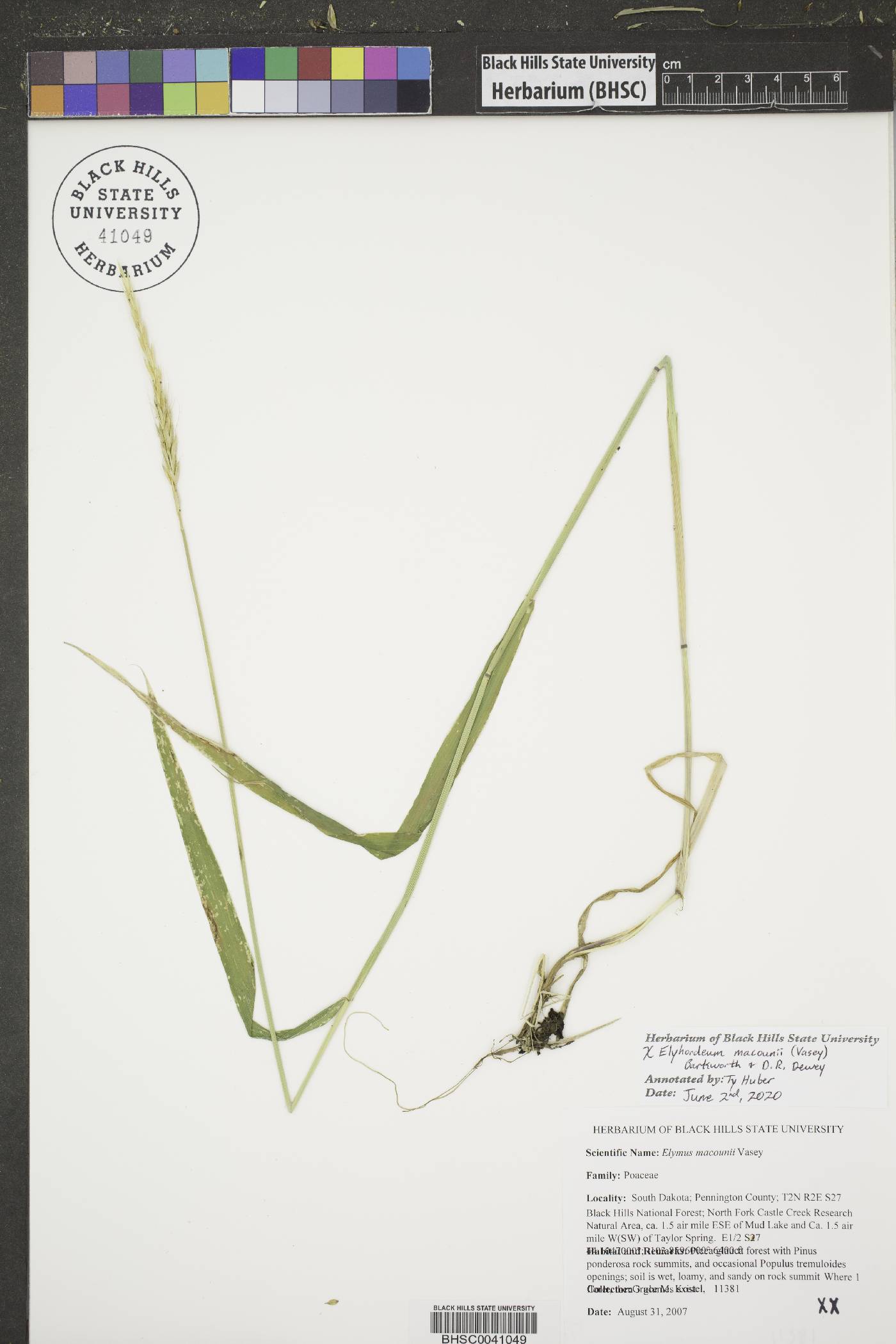 x Elyhordeum macounii image