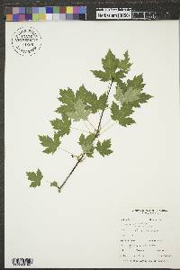 Acer glabrum image