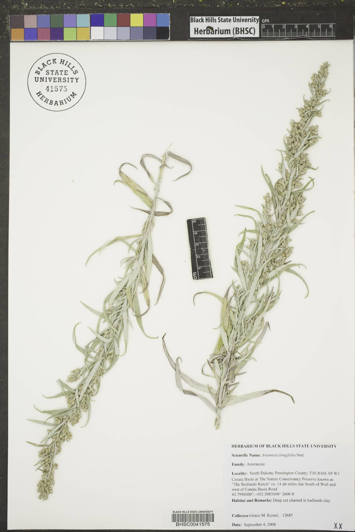 Artemisia longifolia image