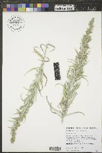 Artemisia longifolia image