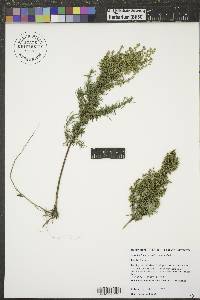 Artemisia dracunculus image