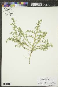 Amaranthus albus image