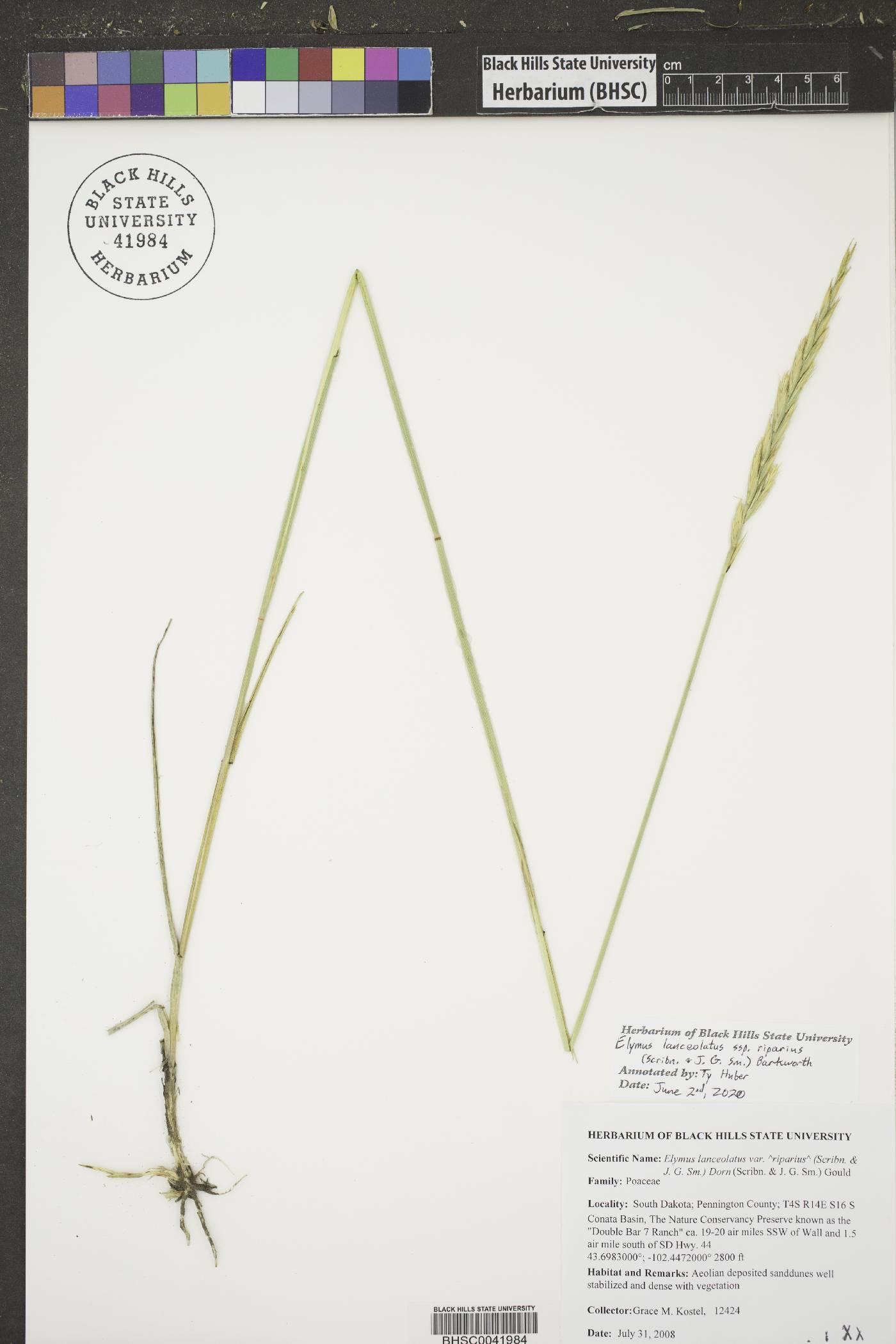 Elymus lanceolatus subsp. riparius image