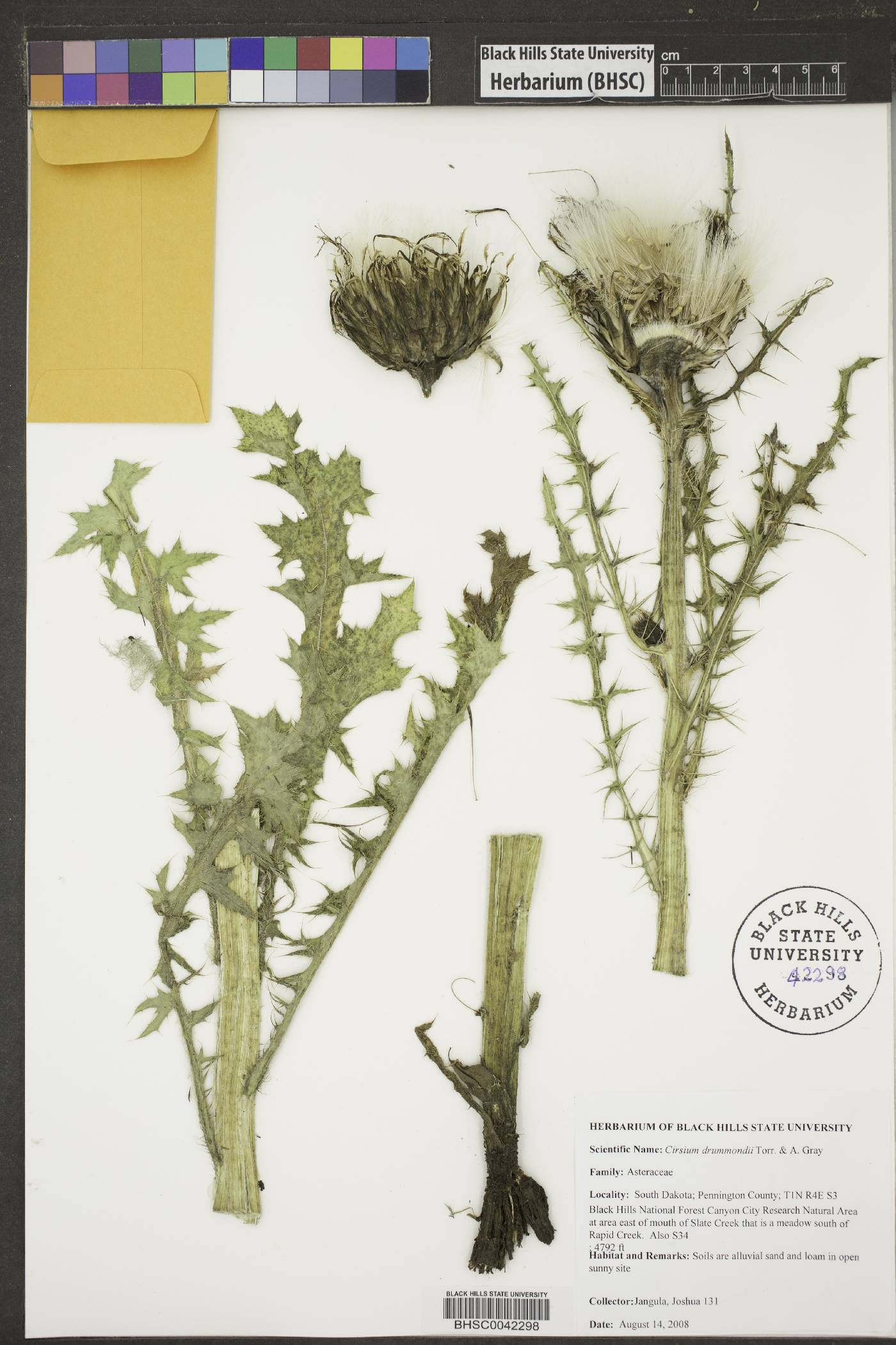 Cirsium drummondii image