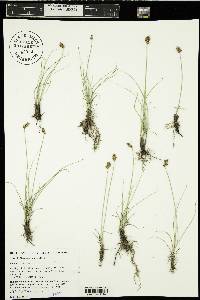 Carex hoodii image