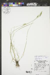 Agropyron cristatum subsp. cristatum image